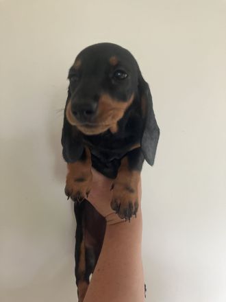 Dackel vom Sodener Salztal