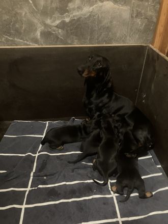 Dackel vom Sodener Salztal