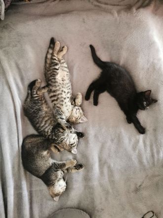 Katzenbabys, Kitten, BKH, Kätzchen, junge Katzen, Babies, Katzenkinder