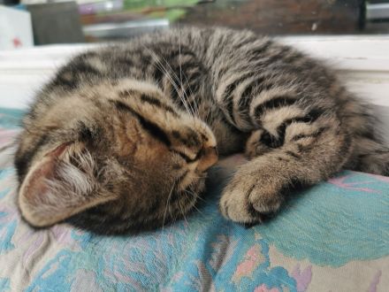 Katzenbabys, Kitten, BKH, Kätzchen, junge Katzen, Babies, Katzenkinder