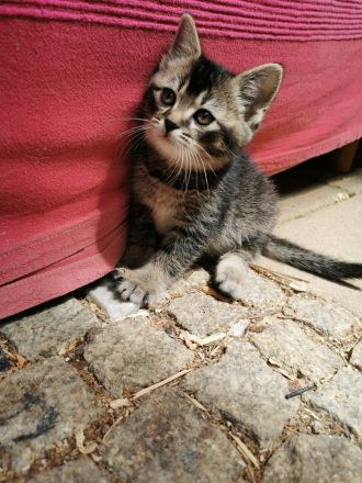 Katzenbabys, Kitten, BKH, Kätzchen, junge Katzen, Babies, Katzenkinder