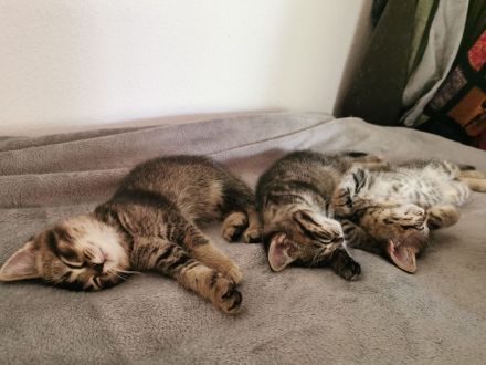 Katzenbabys, Kitten, BKH, Kätzchen, junge Katzen, Babies, Katzenkinder