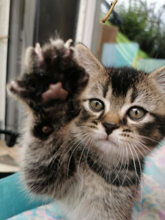 Katzenbabys, Kitten, BKH, Kätzchen, junge Katzen, Babies, Katzenkinder