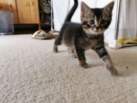 Katzenbabys, Kitten, BKH, Kätzchen, junge Katzen, Babies, Katzenkinder