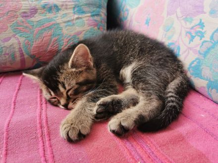 Katzenbabys, Kitten, BKH, Kätzchen, junge Katzen, Babies, Katzenkinder