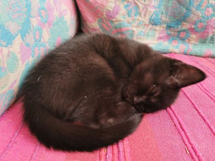 Katzenbabys, Kitten, BKH, Kätzchen, junge Katzen, Babies, Katzenkinder