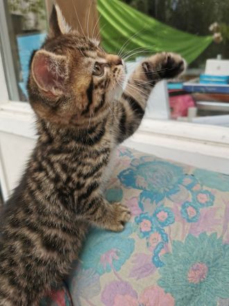 Katzenbabys, Kitten, BKH, Kätzchen, junge Katzen, Babies, Katzenkinder