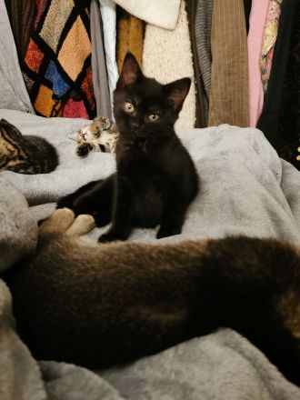 Katzenbabys, Kitten, BKH, Kätzchen, junge Katzen, Babies, Katzenkinder