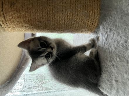 BKH Britisch Kurzhfaar