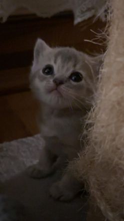 BKH Britisch Kurzhfaar