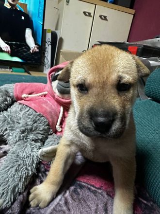 Husky Sharpei Mix Welpen