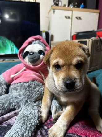 Husky Sharpei Mix Welpen