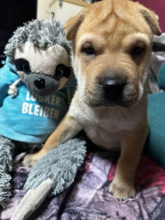 Husky Sharpei Mix Welpen