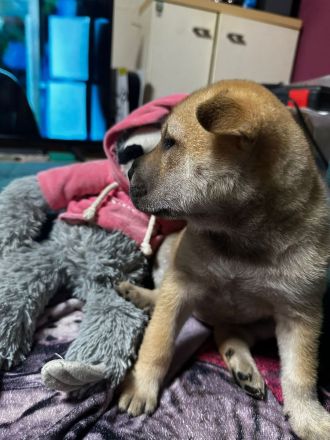 Husky Sharpei Mix Welpen