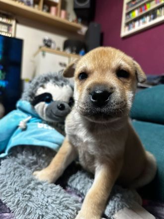 Husky Sharpei Mix Welpen