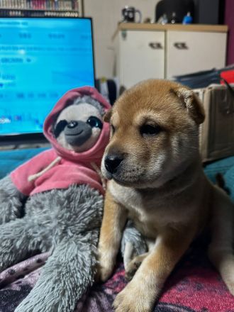 Husky Sharpei Mix Welpen