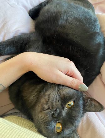 BKH Kater (1,5 Jahre) sucht dringend Zuhause
