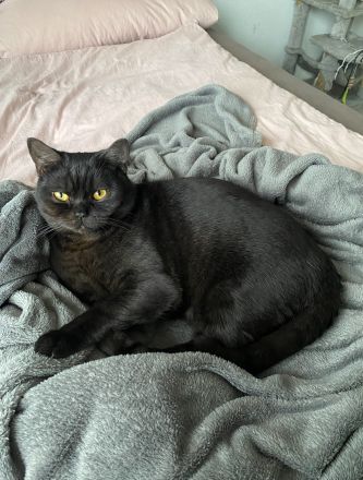 BKH Kater (1,5 Jahre) sucht dringend Zuhause