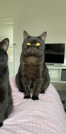 BKH Kater (1,5 Jahre) sucht dringend Zuhause