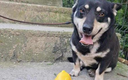 Aktiver Camino will die Welt entdecken!