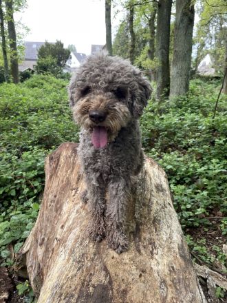Reinrassige Lagotto Romagnolo Welpen