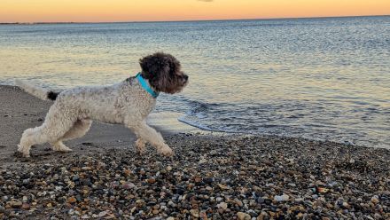 Reinrassige Lagotto Romagnolo Welpen