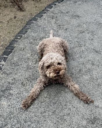 Reinrassige Lagotto Romagnolo Welpen