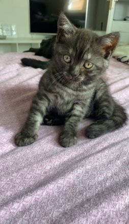 BKH Kitten ab 12 Wochen abgabebereit