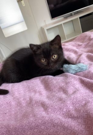 BKH Kitten ab 12 Wochen abgabebereit