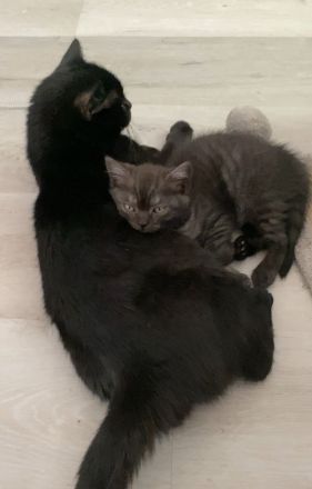BKH Kitten ab 12 Wochen abgabebereit
