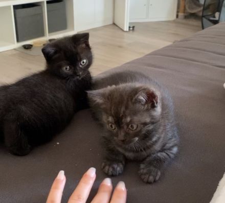BKH Kitten ab 12 Wochen abgabebereit