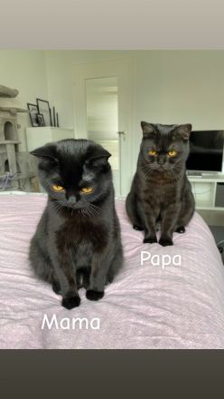 BKH Kitten ab 12 Wochen abgabebereit