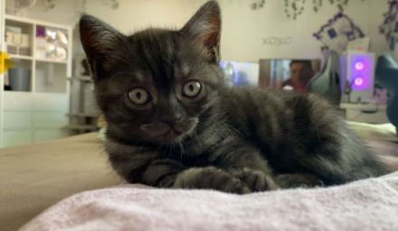 BKH Kitten ab 12 Wochen abgabebereit
