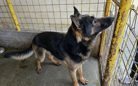 Axel sucht Zuhause zum Gesunden