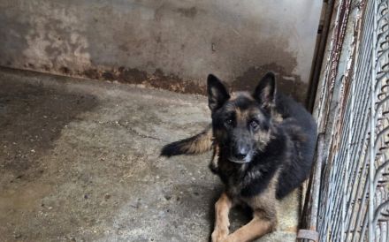 Axel sucht Zuhause zum Gesunden
