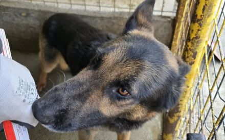 Axel sucht Zuhause zum Gesunden