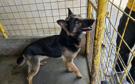 Axel sucht Zuhause zum Gesunden