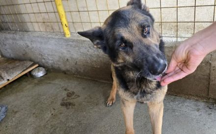 Axel sucht Zuhause zum Gesunden