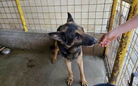 Axel sucht Zuhause zum Gesunden