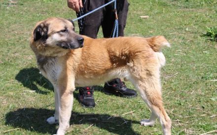 Sammi: Mischung aus Stärke und Sanftheit