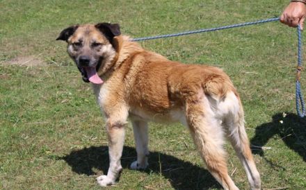 Sammi: Mischung aus Stärke und Sanftheit