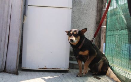 Wella sucht ihren sicheren Hafen