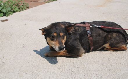 Wella sucht ihren sicheren Hafen