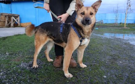 Freundliche Louve sucht ihre Menschen