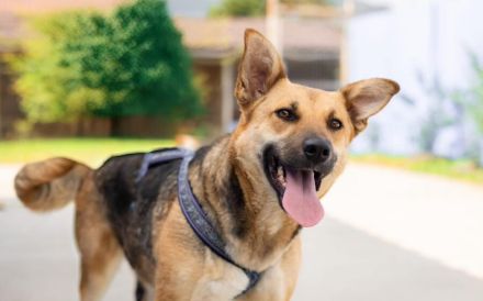 Freundliche Louve sucht ihre Menschen