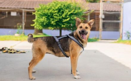 Freundliche Louve sucht ihre Menschen