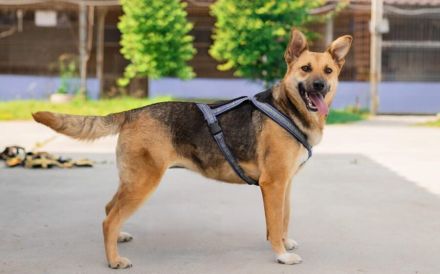 Freundliche Louve sucht ihre Menschen