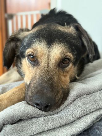 MILO vom Schatten ins Leben