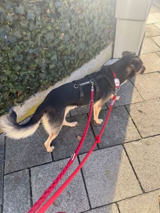 MILO vom Schatten ins Leben