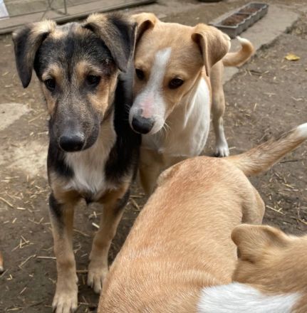 MILO vom Schatten ins Leben